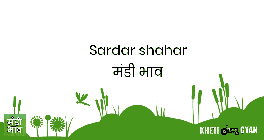 Sardar Shahar मंडी भाव की ताज़ा तस्वीर